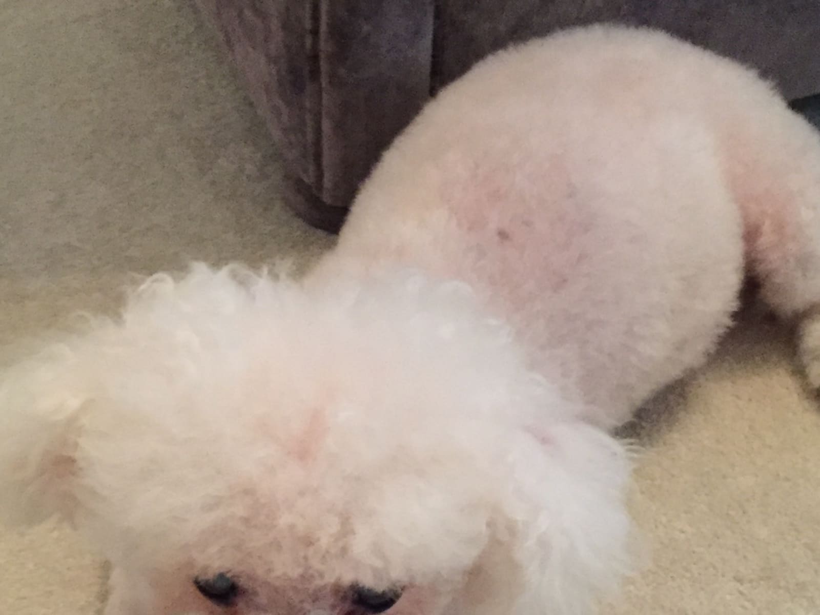 Housesitting assignment in Hove, United Kingdom