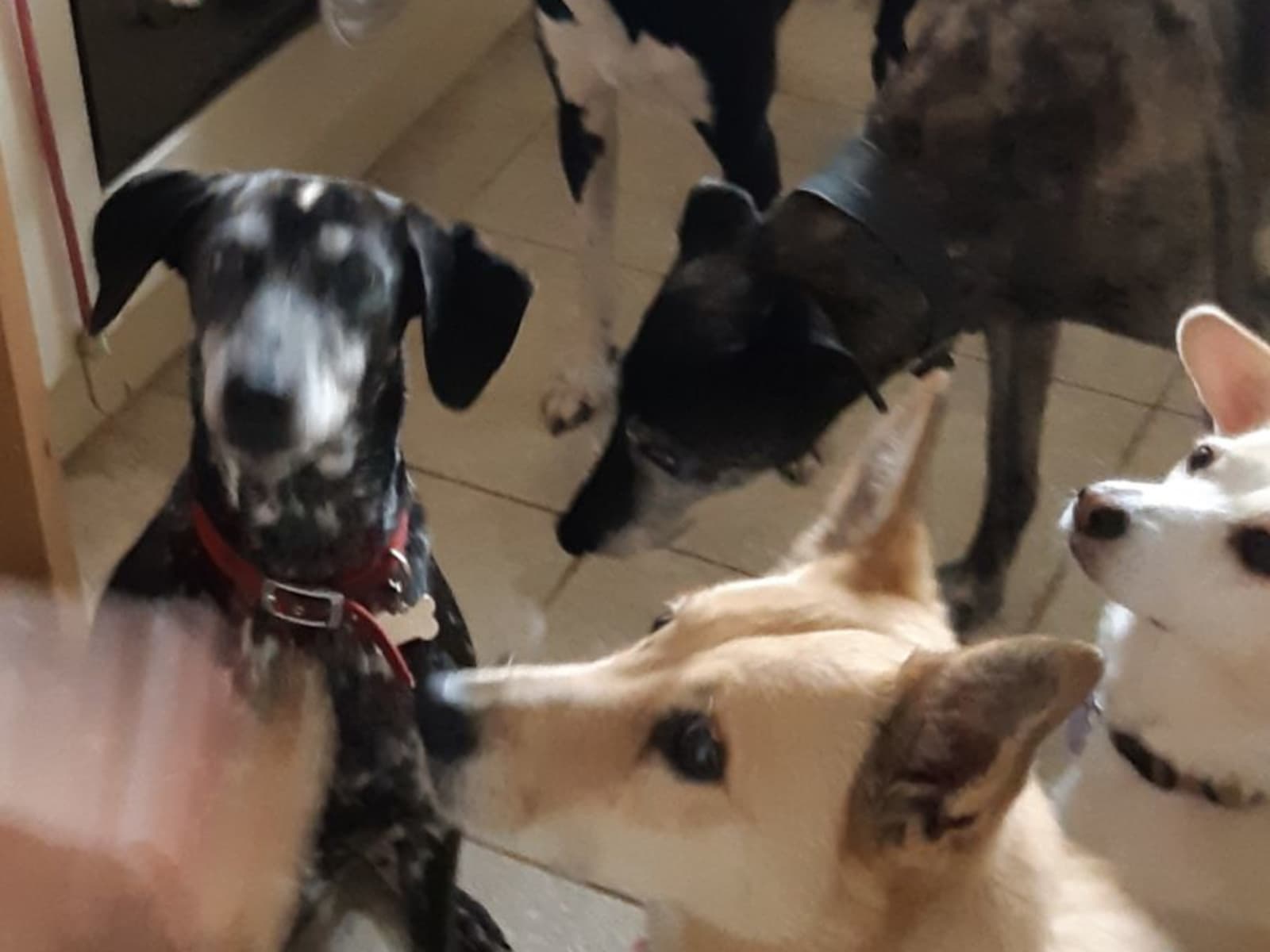 Housesitting assignment in Weston-super-Mare, United Kingdom