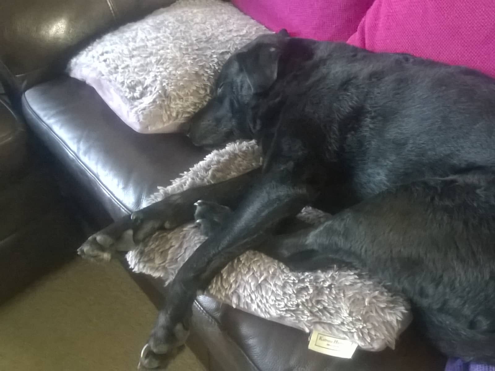 Housesitting assignment in Shoreham-by-Sea, United Kingdom