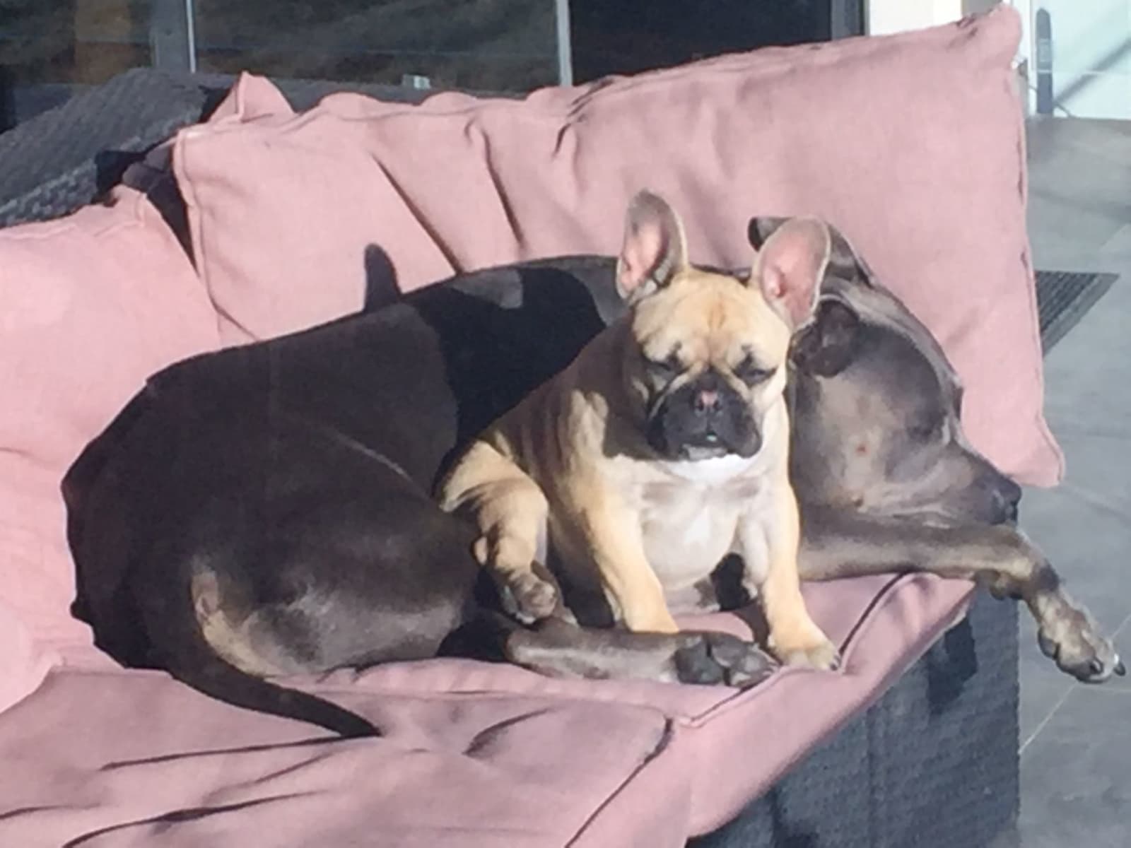 Housesitting assignment in Mandurah, Western Australia, Australia