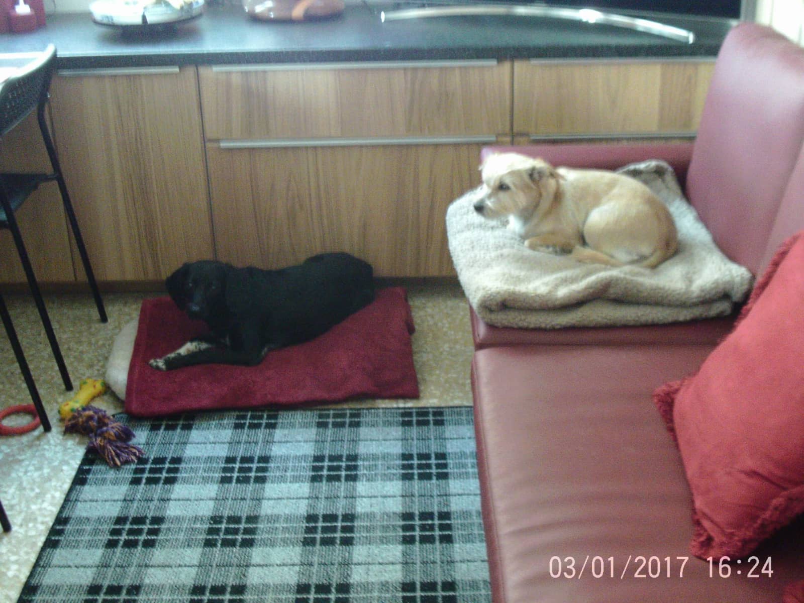 Housesitting assignment in Larnaca, Cyprus
