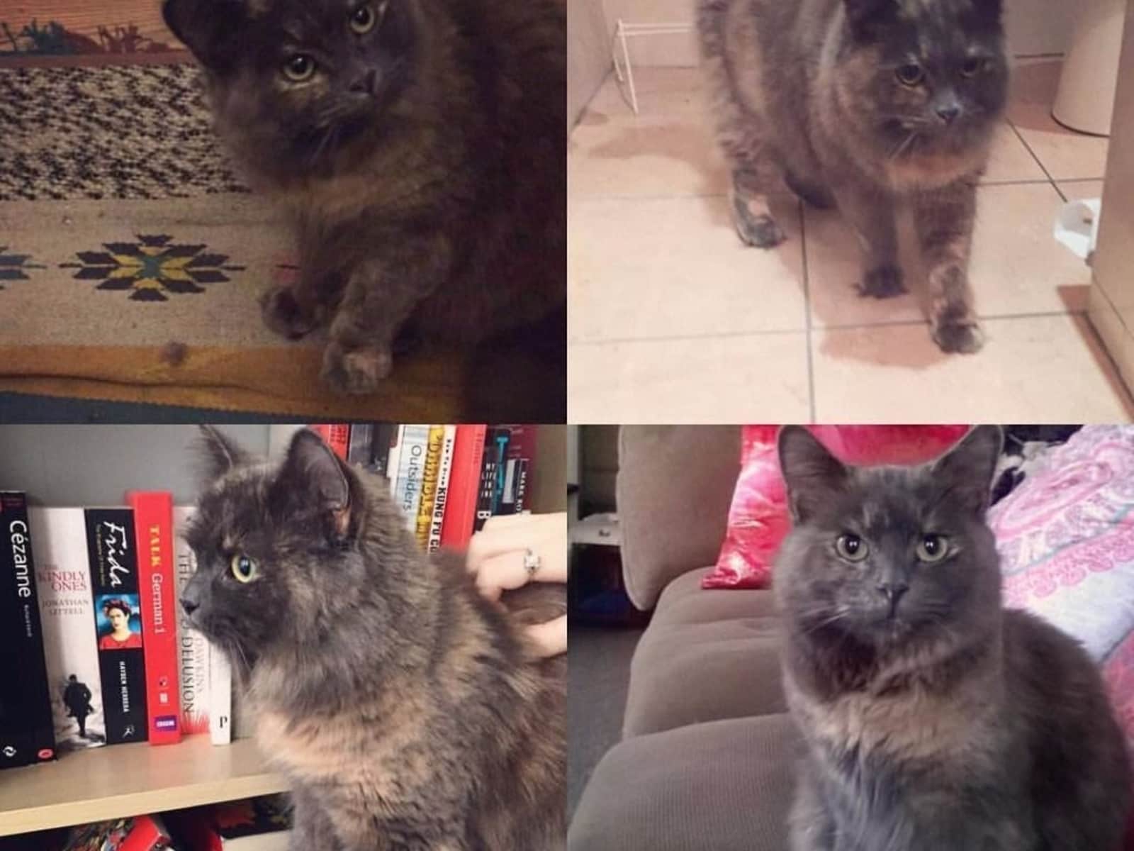 Housesitting assignment in Glasgow, United Kingdom