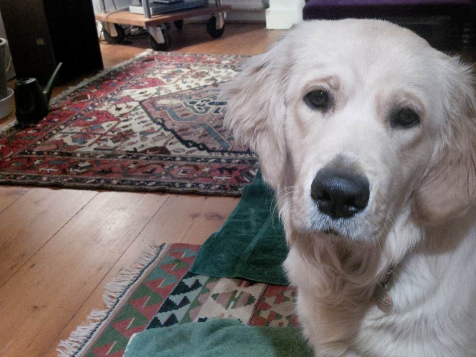 Housesitting assignment in Richmond, United Kingdom