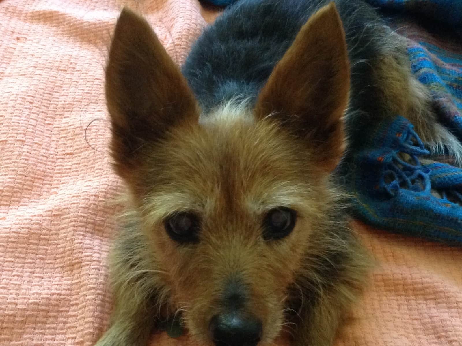 Linda from Gosford, New South Wales, Australia