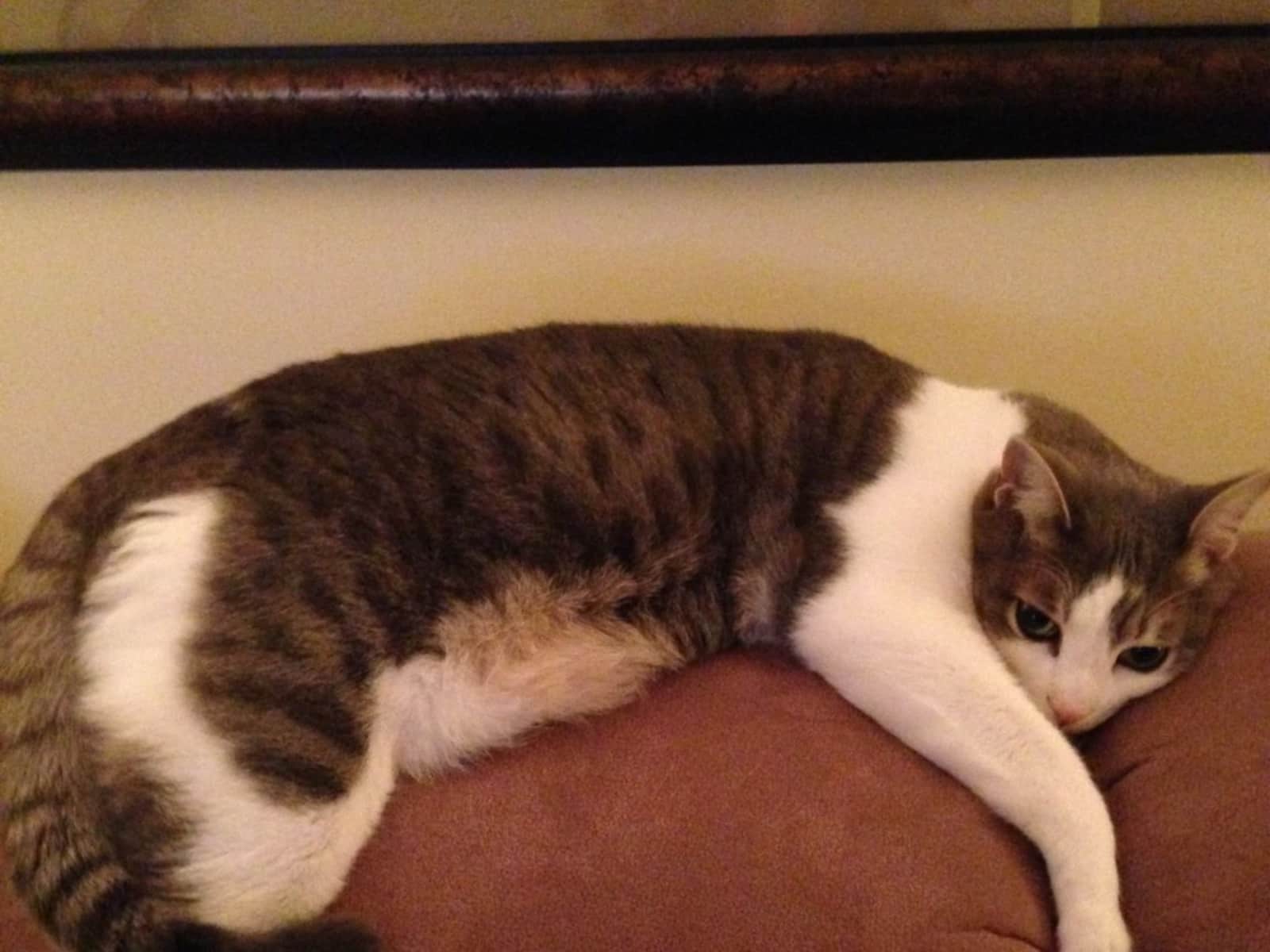 Housesitting assignment in Ajax, Ontario, Canada