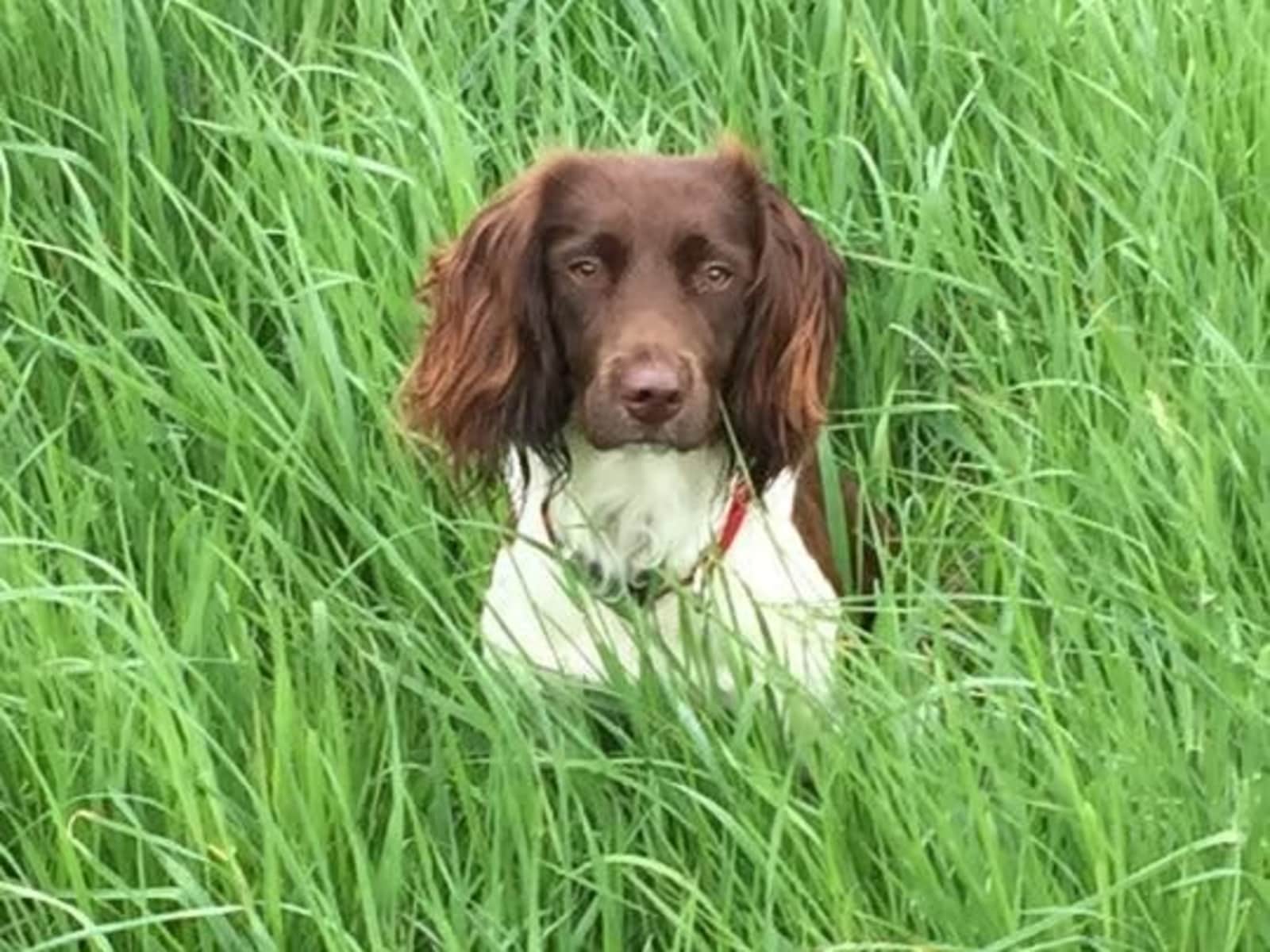 Housesitting assignment in Clapham, United Kingdom
