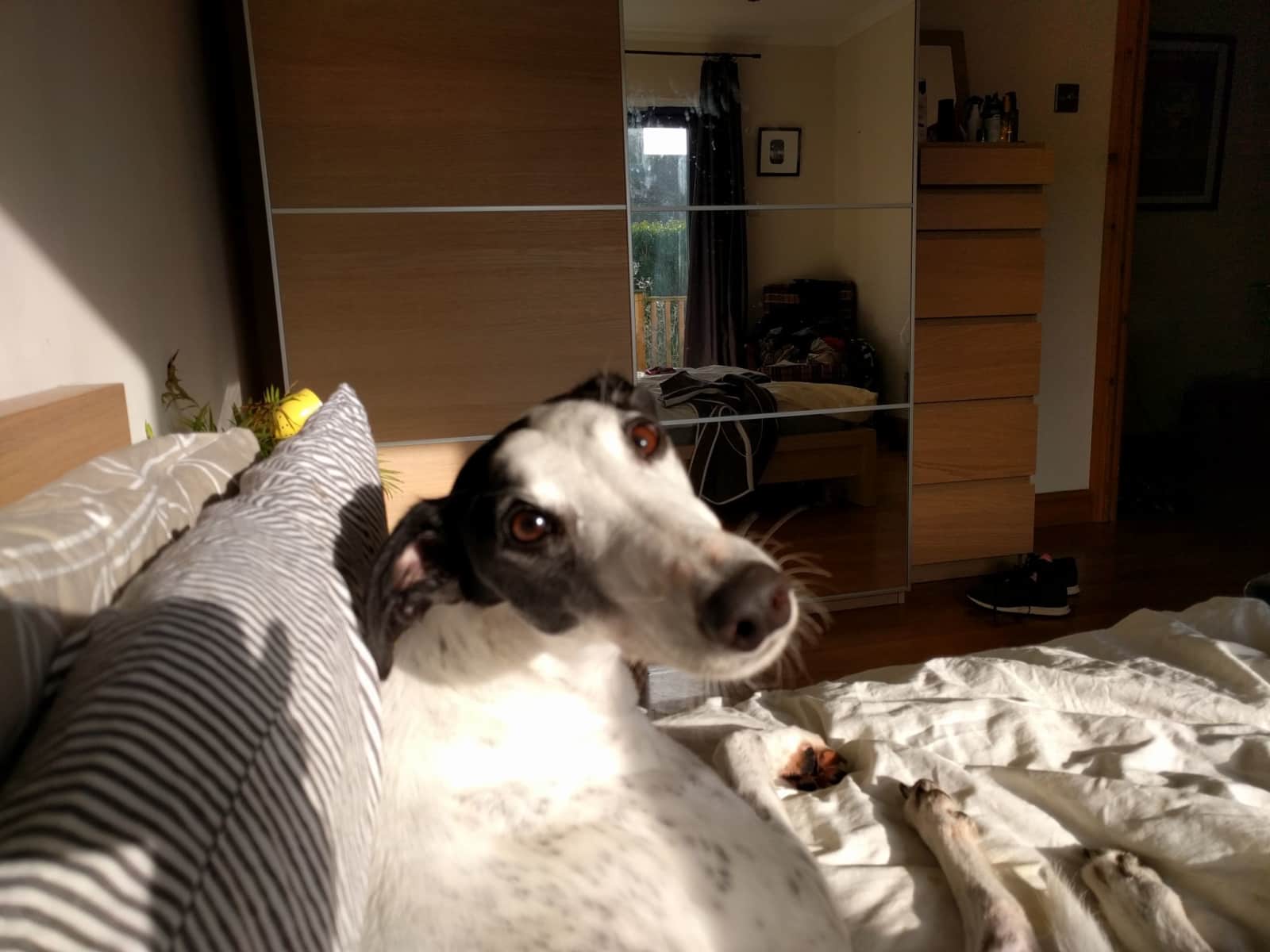 Housesitting assignment in Brighton, United Kingdom