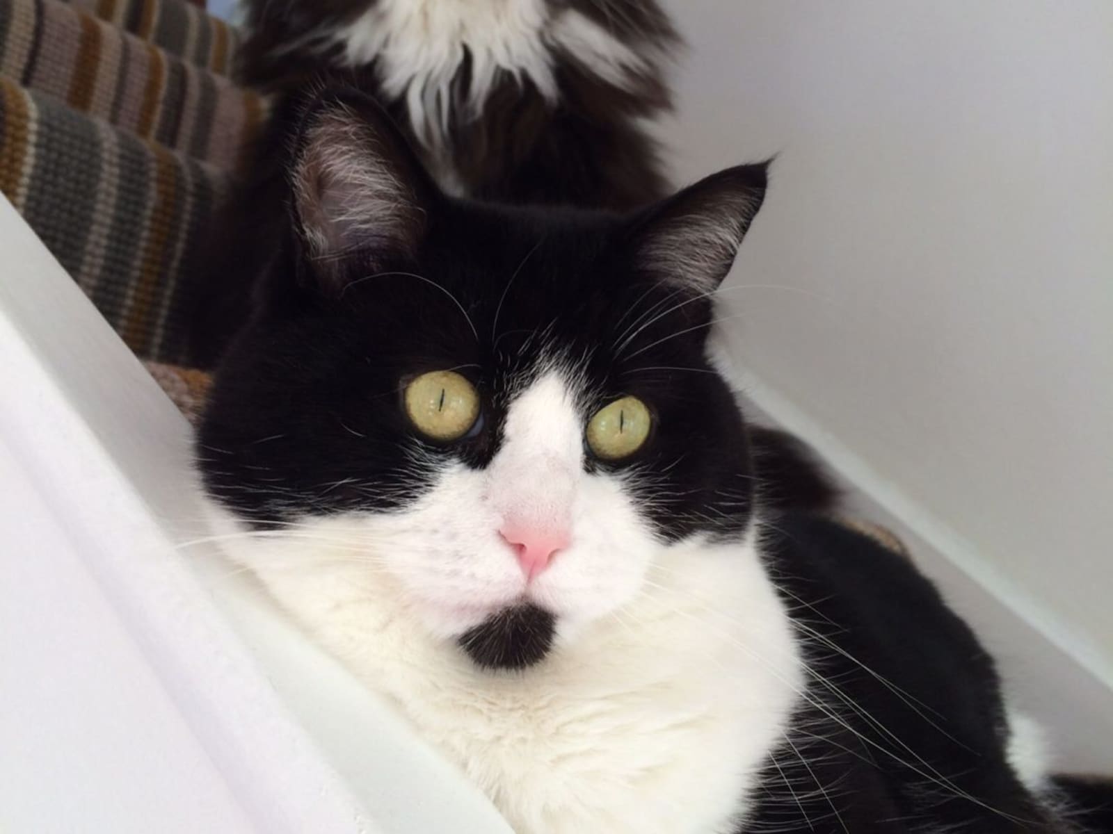 Housesitting assignment in Shoreham-by-Sea, United Kingdom