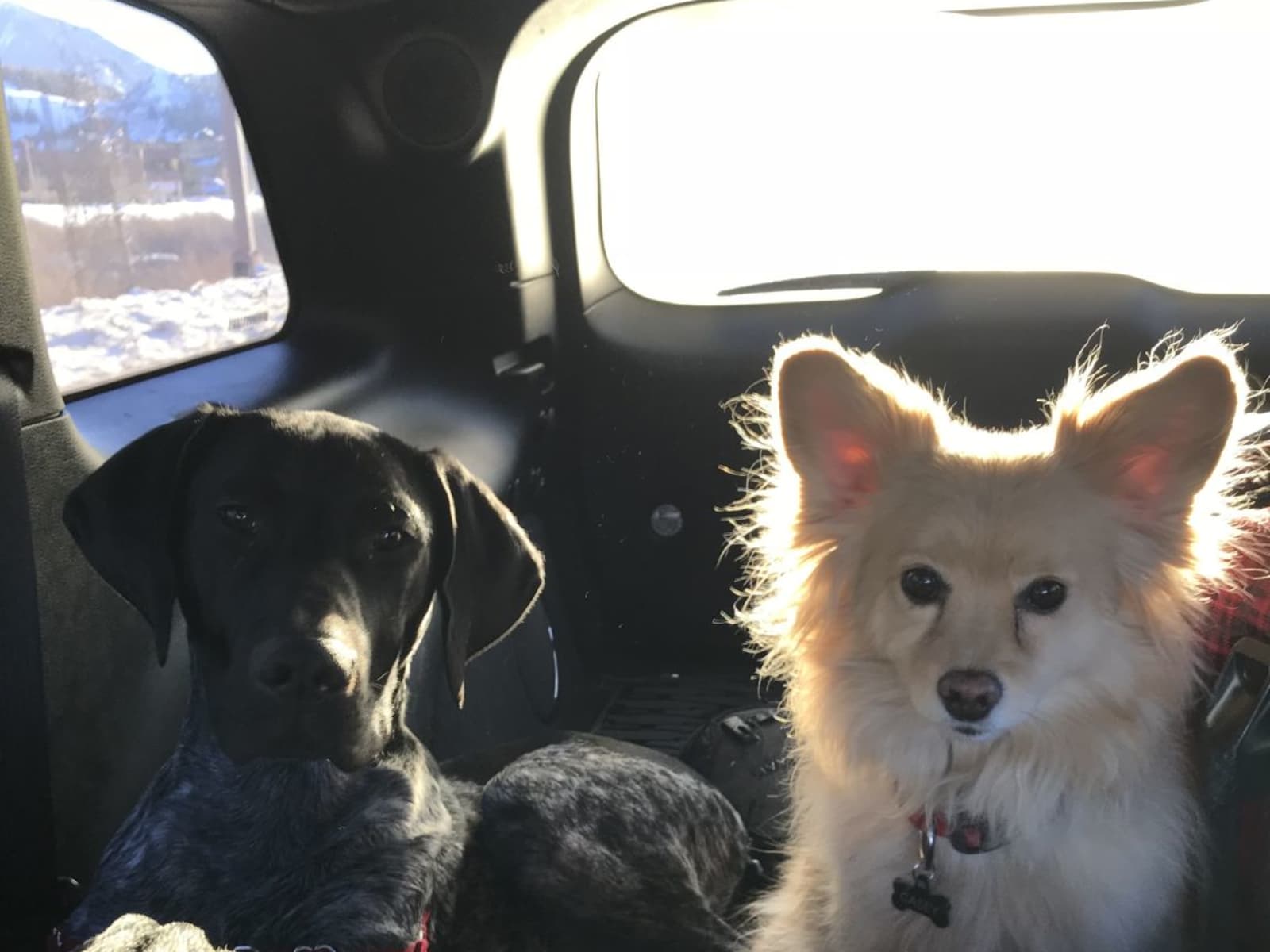 Housesitting assignment in Denver, Colorado, United States