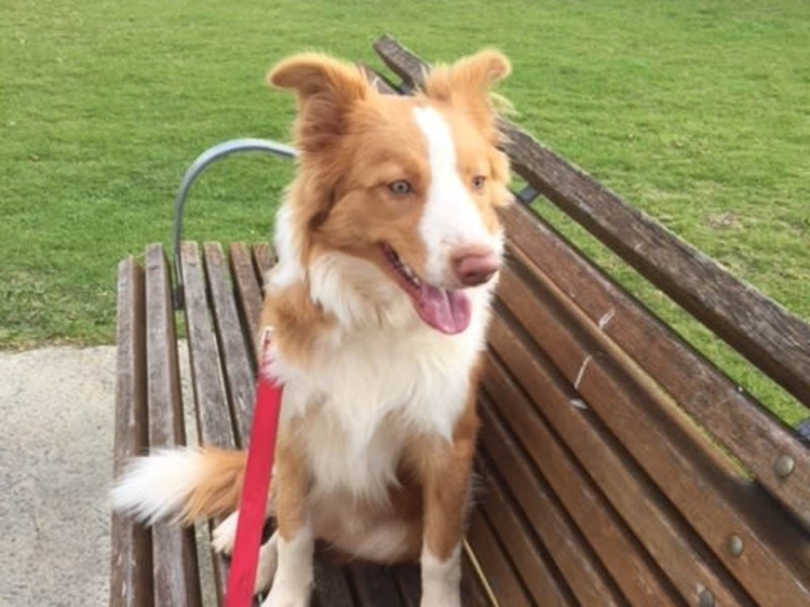 Housesitting assignment in Chirnside Park, Victoria, Australia