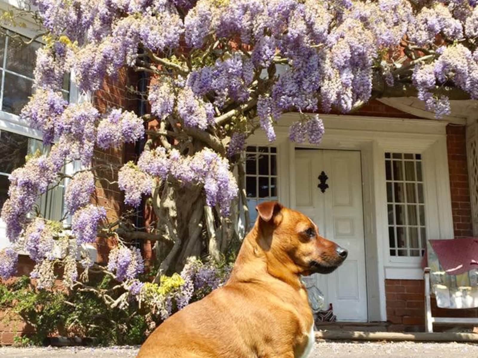 Housesitting assignment in Ledbury, United Kingdom