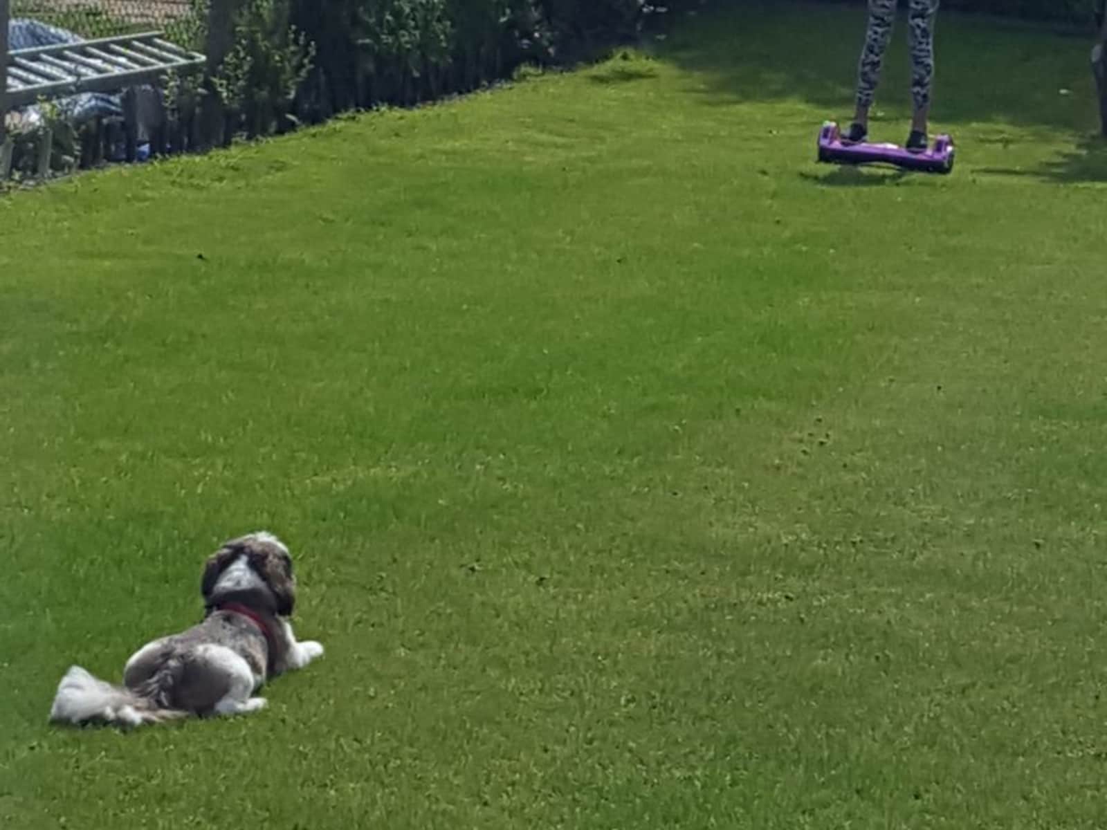 Housesitting assignment in Ashford, United Kingdom
