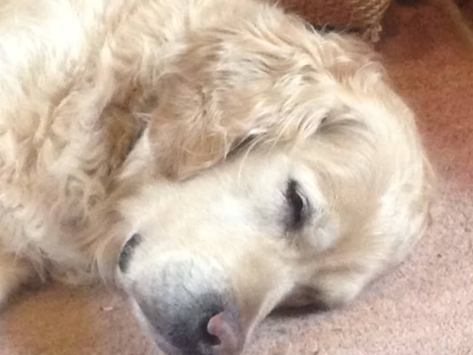 Housesitting assignment in Cambridge, United Kingdom