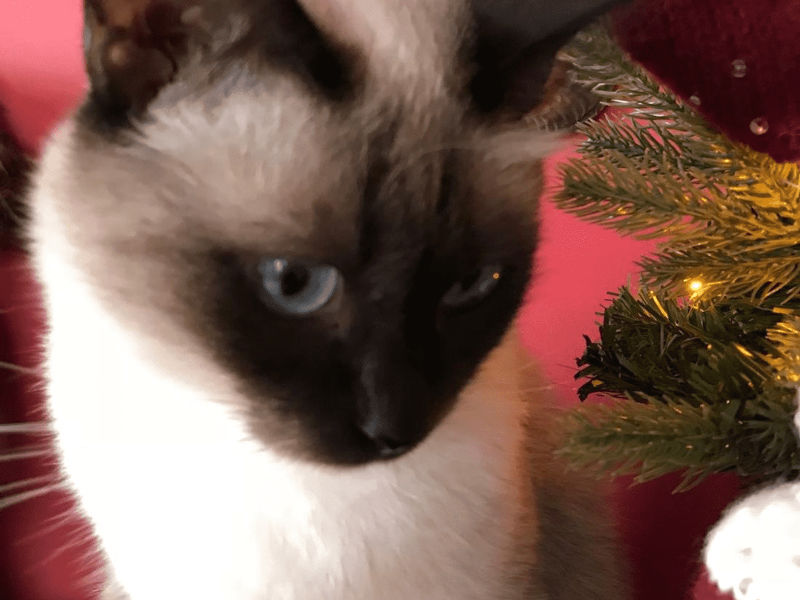 Housesitting assignment in Exeter, United Kingdom
