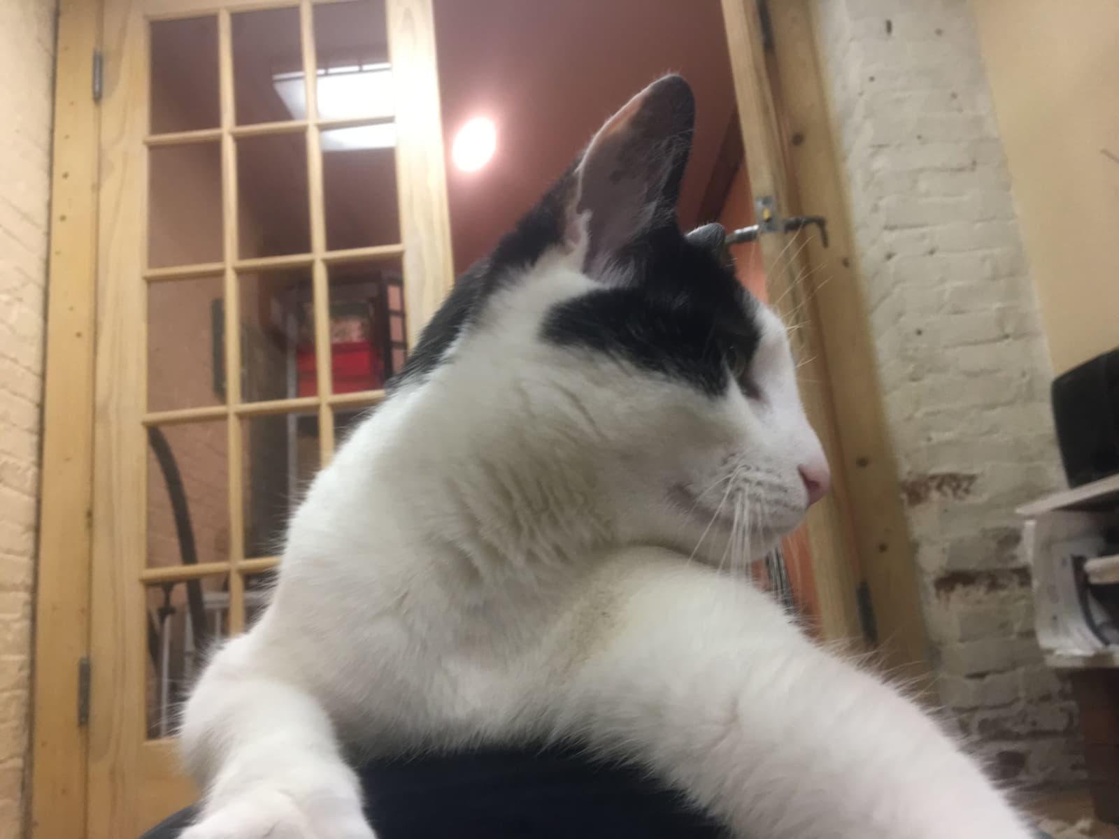 Housesitting assignment in Brooklyn, New York, United States