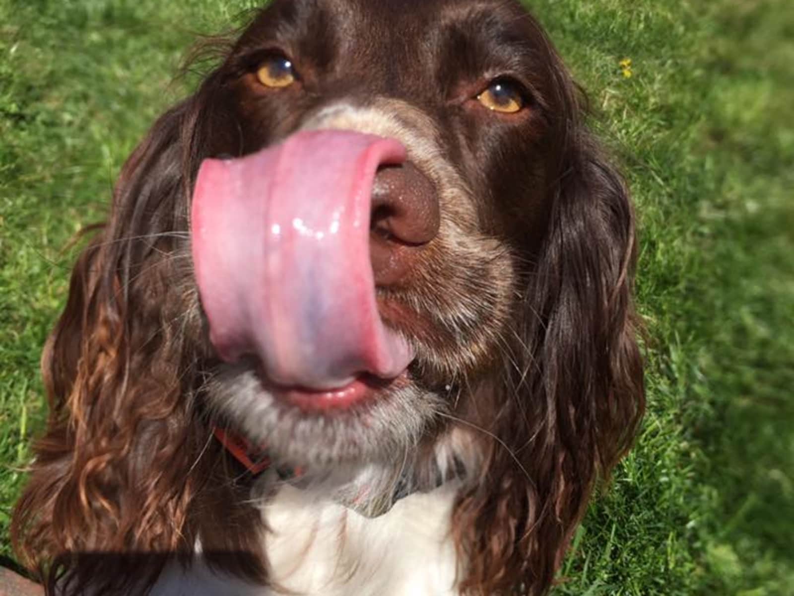Housesitting assignment in North Petherton, United Kingdom