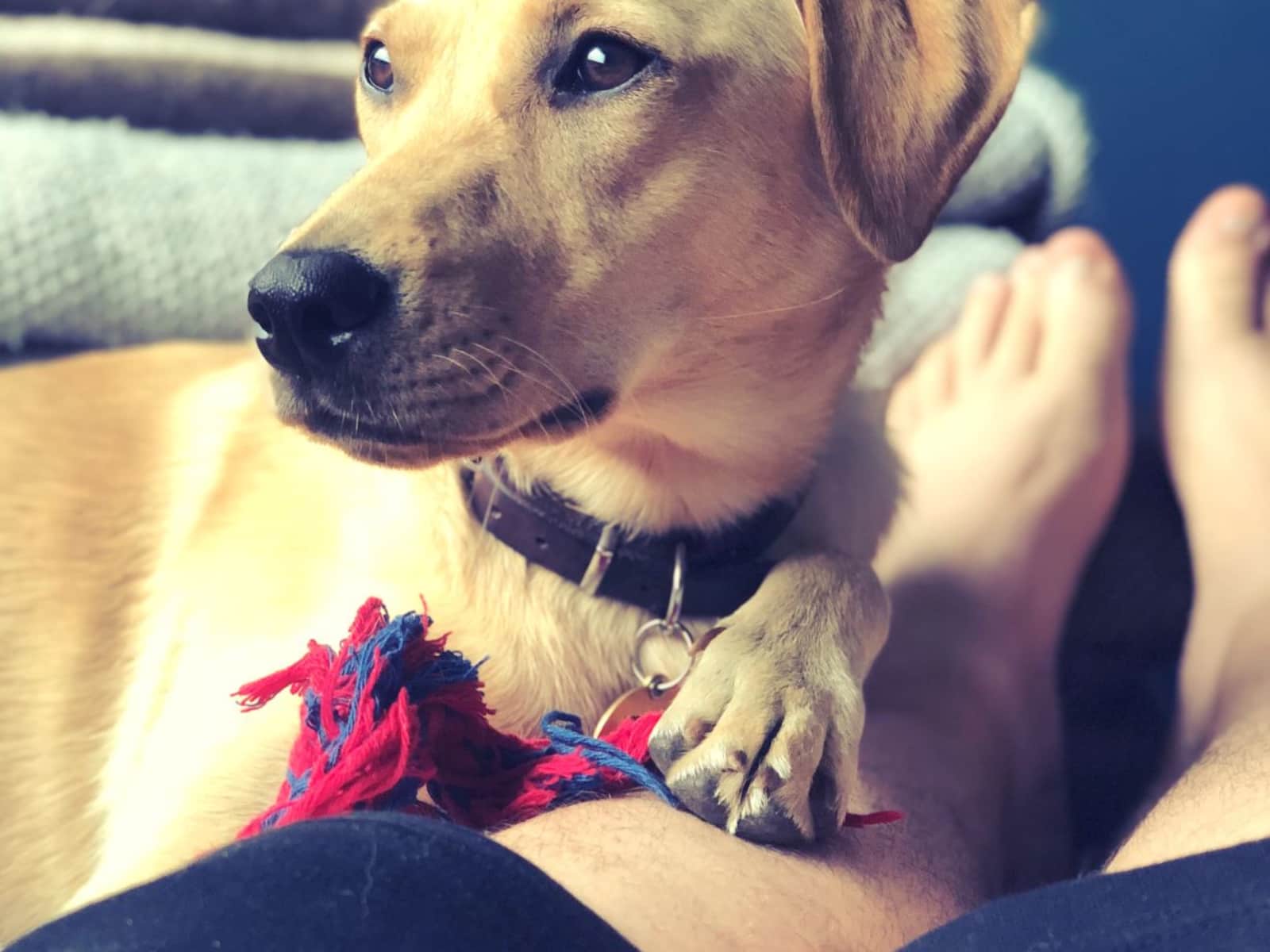 Housesitting assignment in Manchester, United Kingdom
