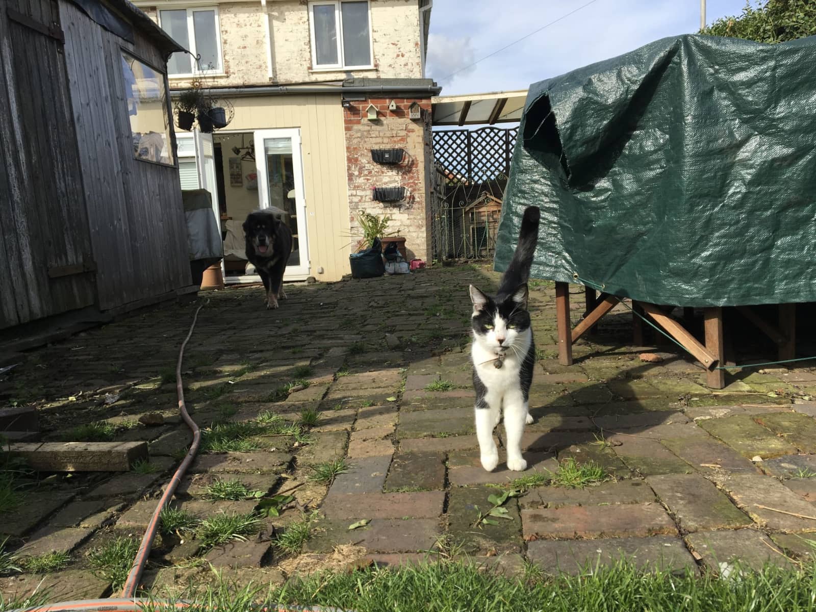 Housesitting assignment in Coalville, United Kingdom