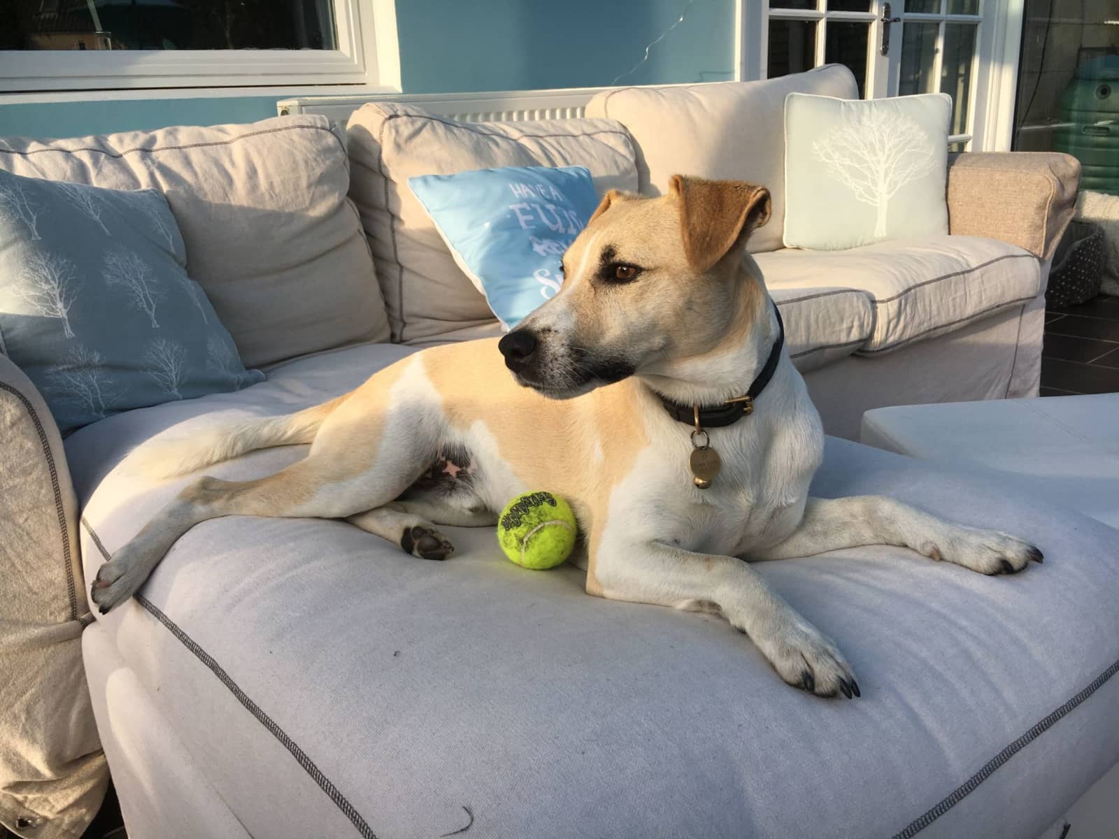 Housesitting assignment in Cirencester, United Kingdom