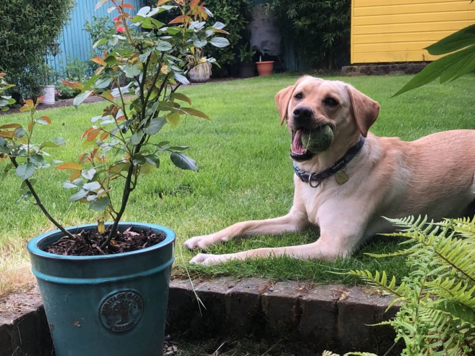 Housesitting assignment in South Croydon, United Kingdom