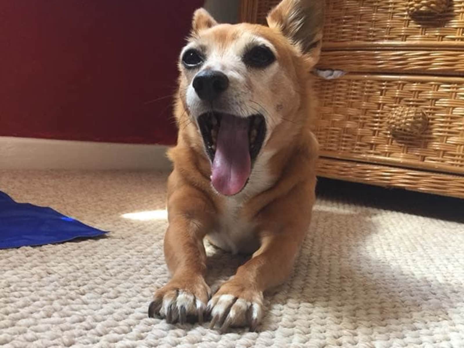 Housesitting assignment in Oxford, United Kingdom