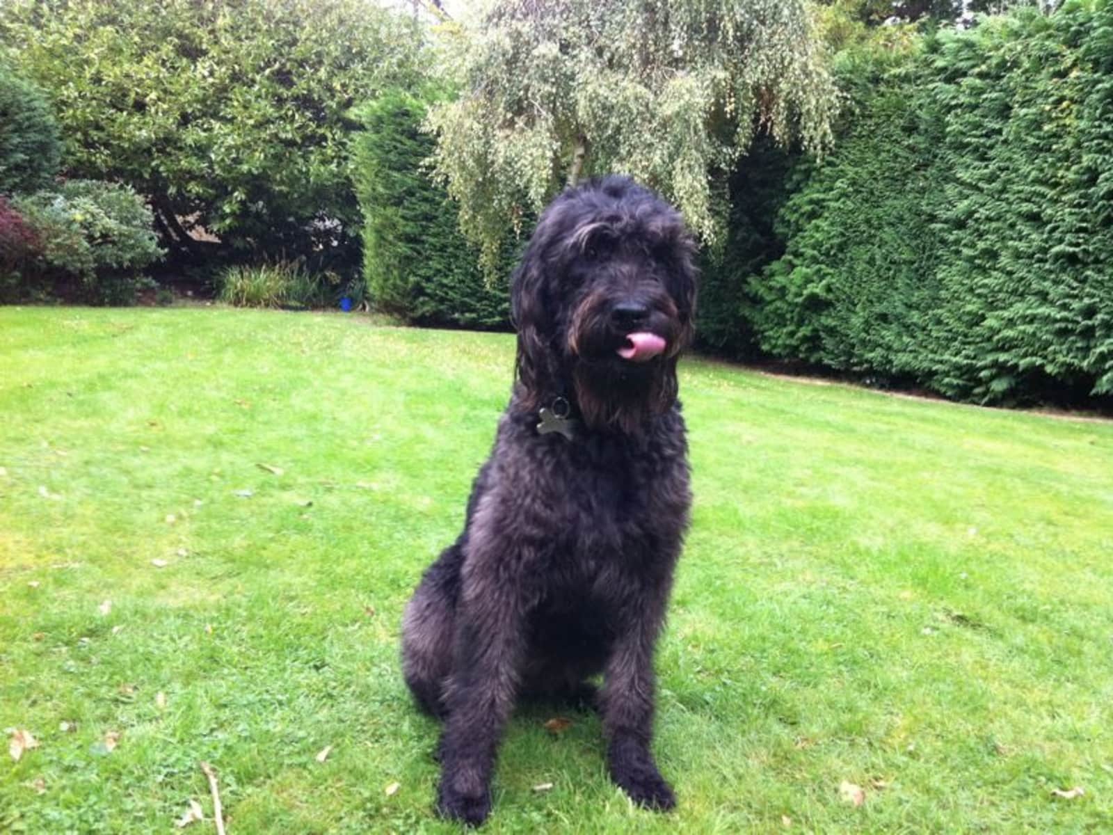 Housesitting assignment in Woking, United Kingdom