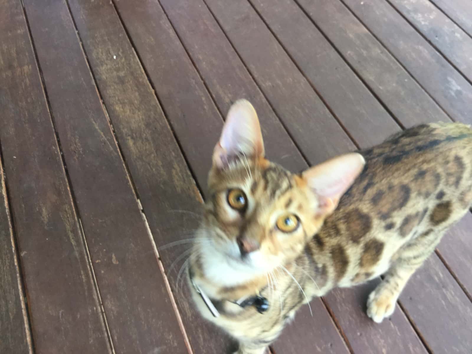 Housesitting assignment in Forrestfield, Western Australia, Australia