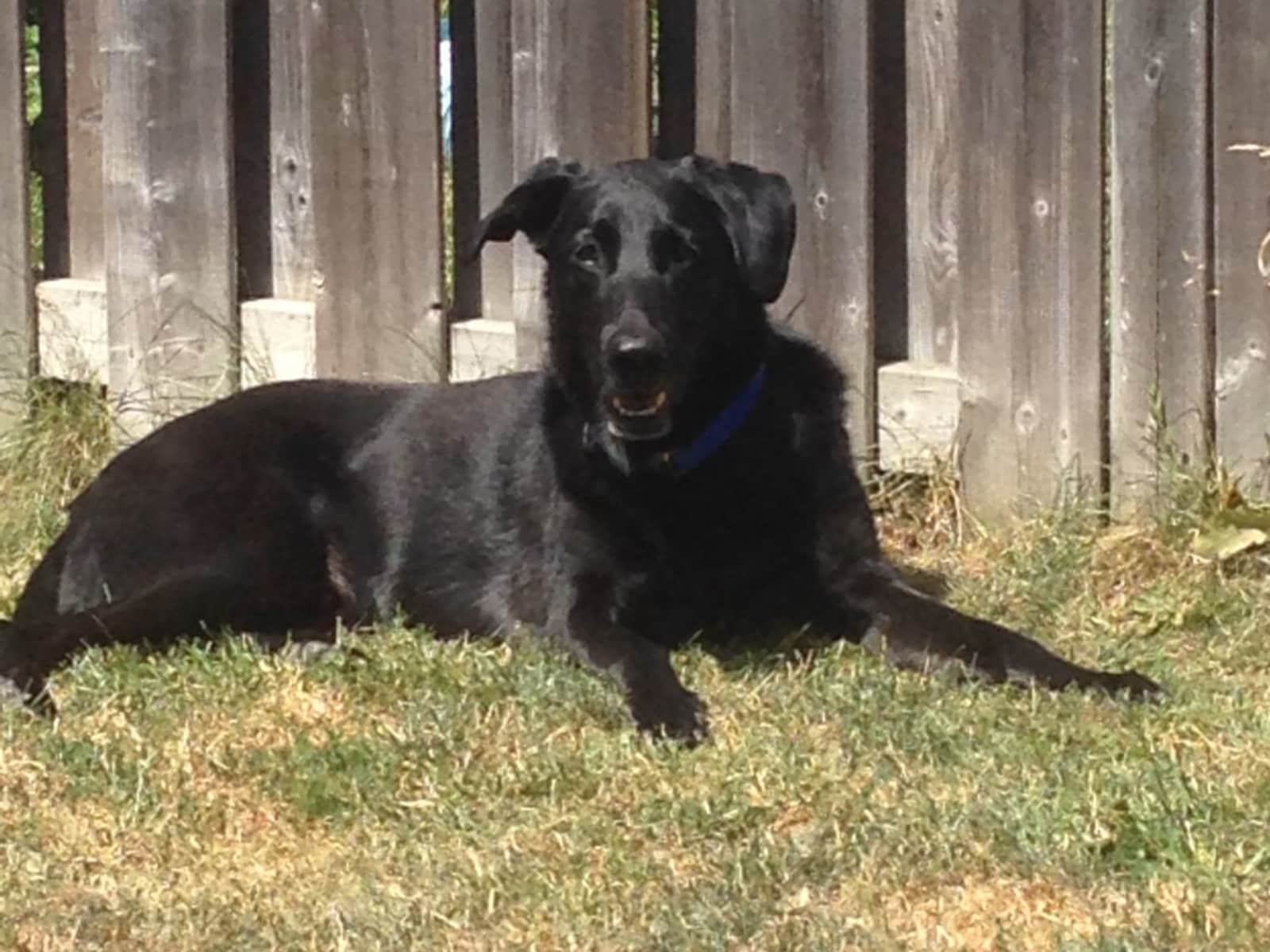 Housesitting assignment in Milton, Ontario, Canada