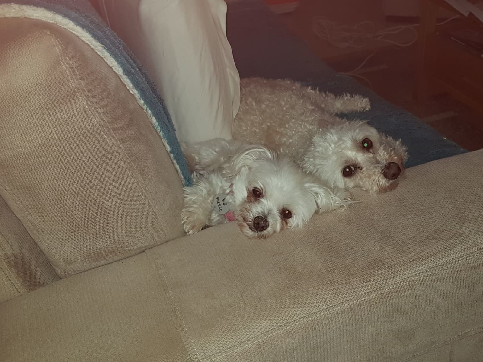 Housesitting assignment in Adelaide, South Australia, Australia