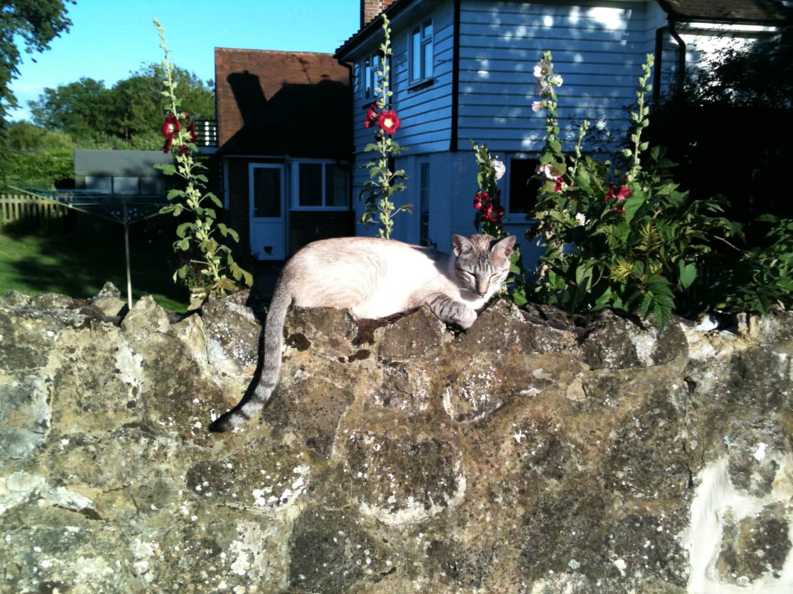 Housesitting assignment in Tenterden, United Kingdom