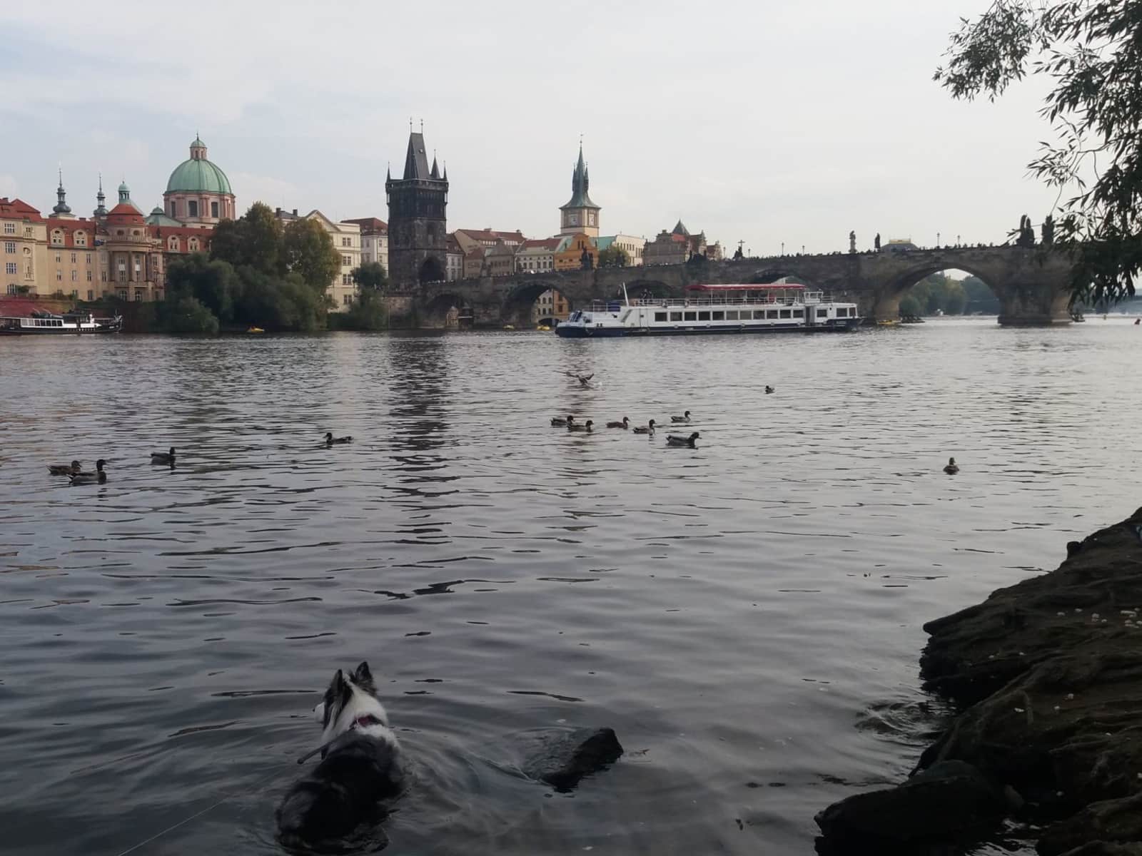 Housesitting assignment in Prague, Czech Republic