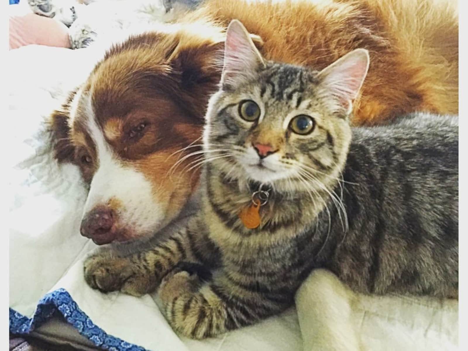 Housesitting assignment in Santa Ana, California, United States