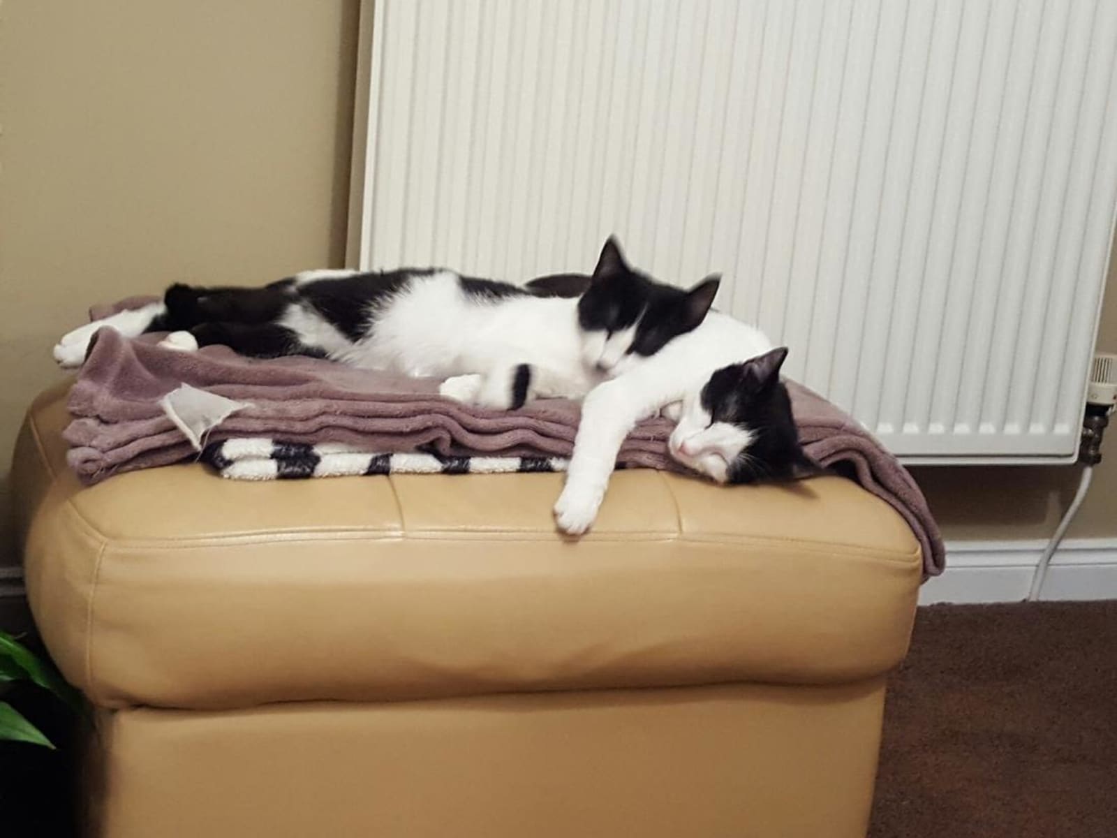 Housesitting assignment in Northleach, United Kingdom