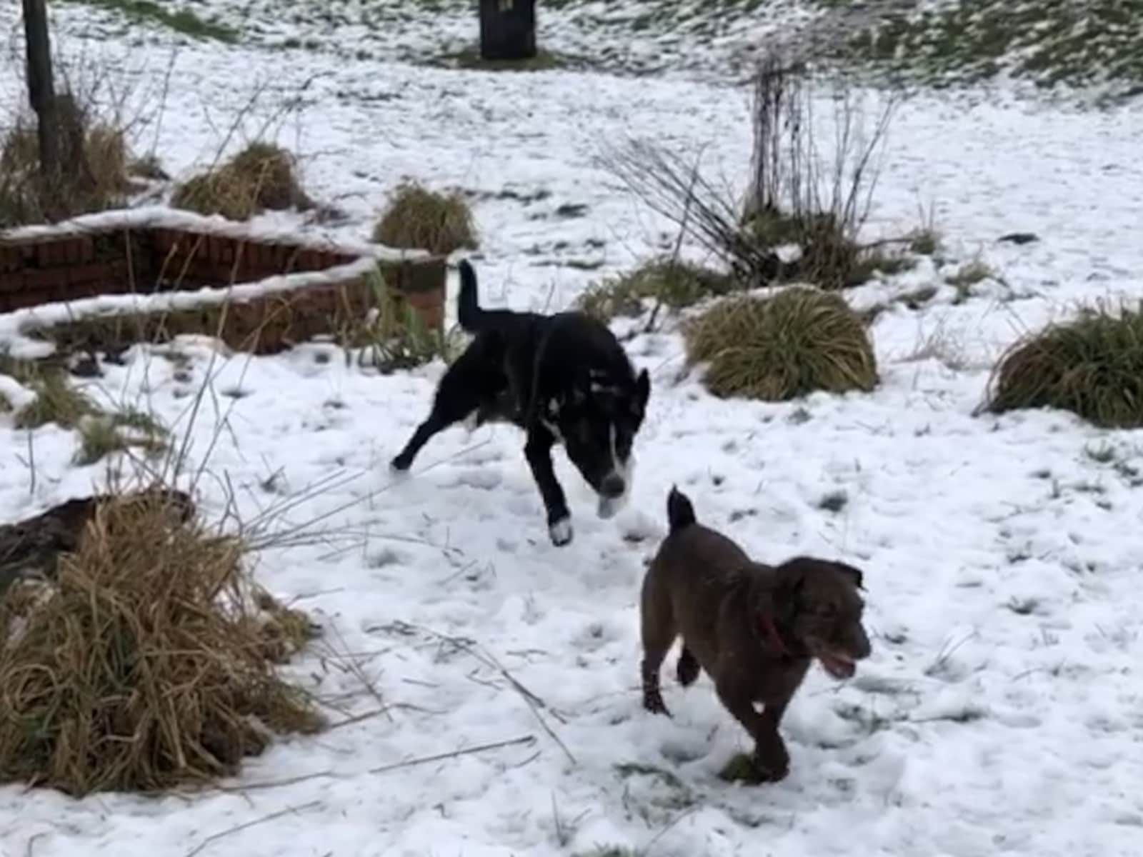 Housesitting assignment in Galston, United Kingdom