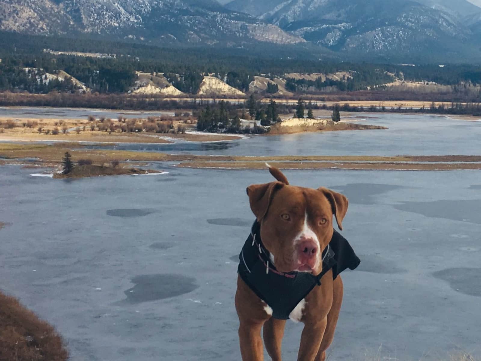 Housesitting assignment in Invermere, British Columbia, Canada