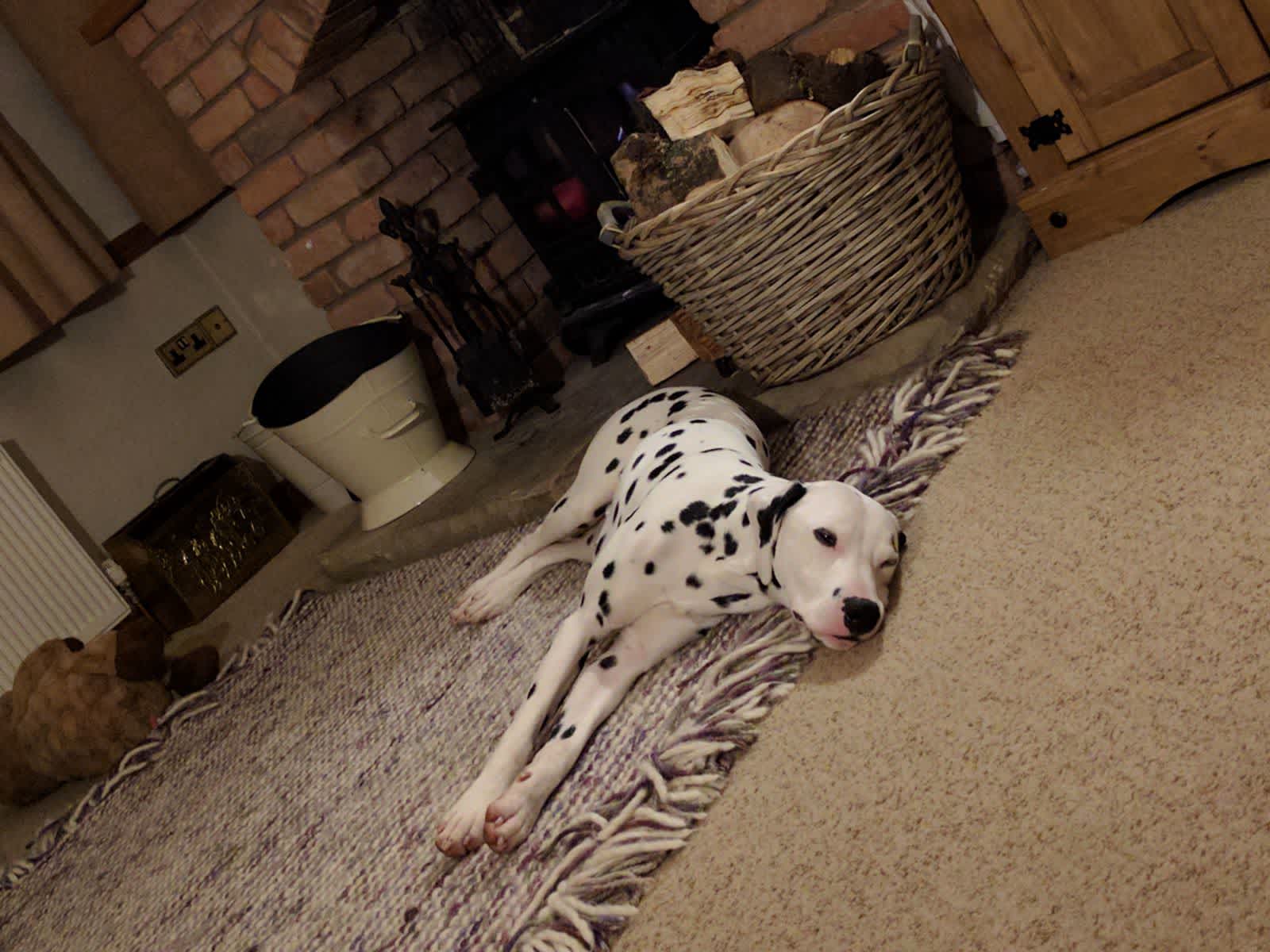 Housesitting assignment in Nottingham, United Kingdom