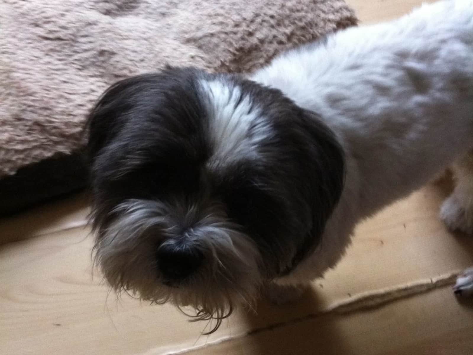 Housesitting assignment in Ipswich, United Kingdom