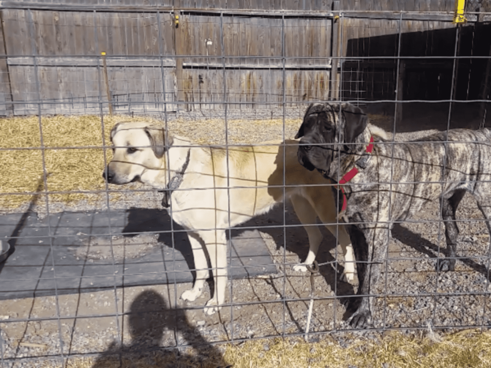 Housesitting assignment in Monte Vista, Colorado, United States