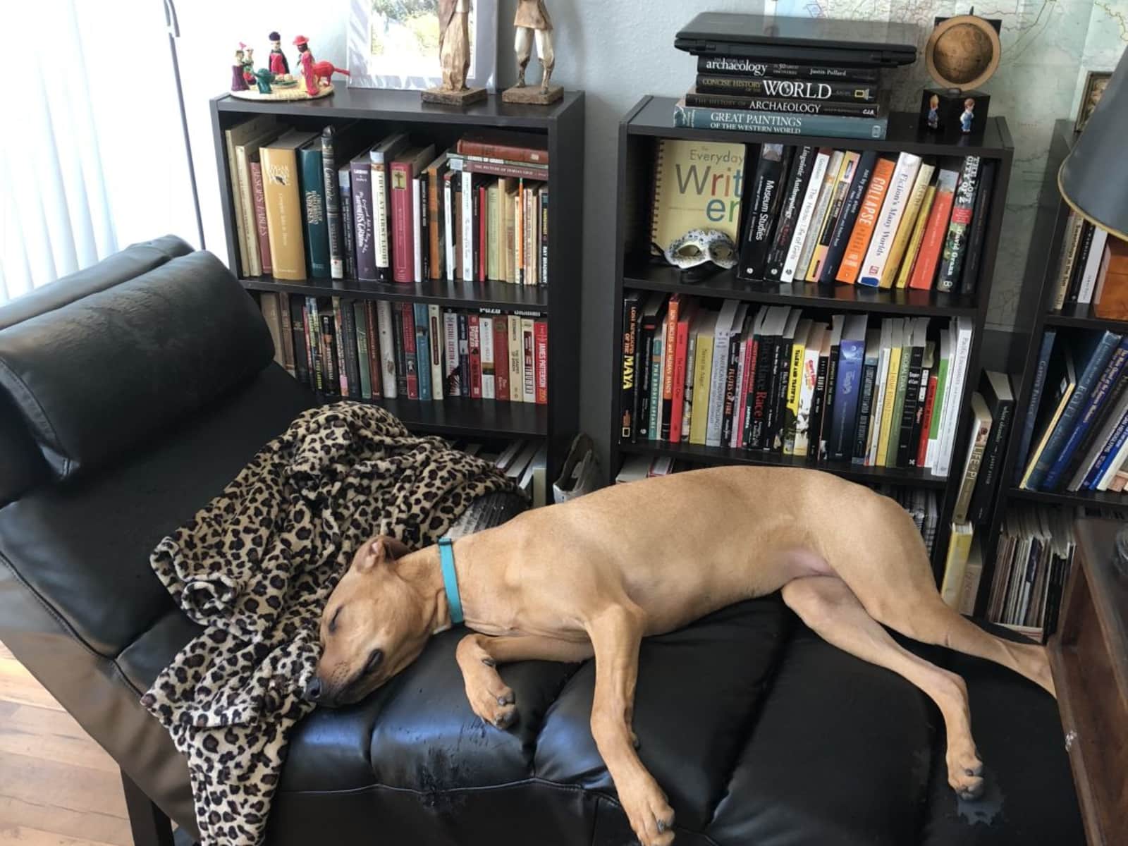 Housesitting assignment in Scottsdale, Arizona, United States