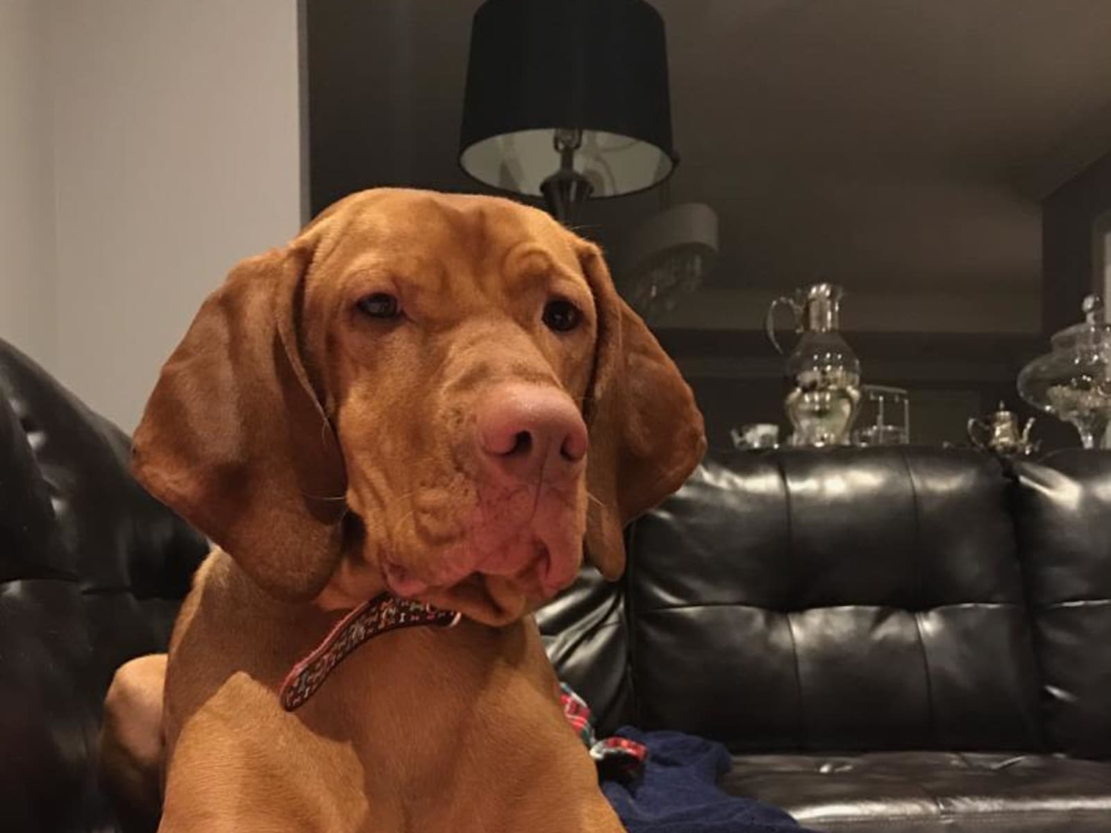Housesitting assignment in Oakville, Ontario, Canada