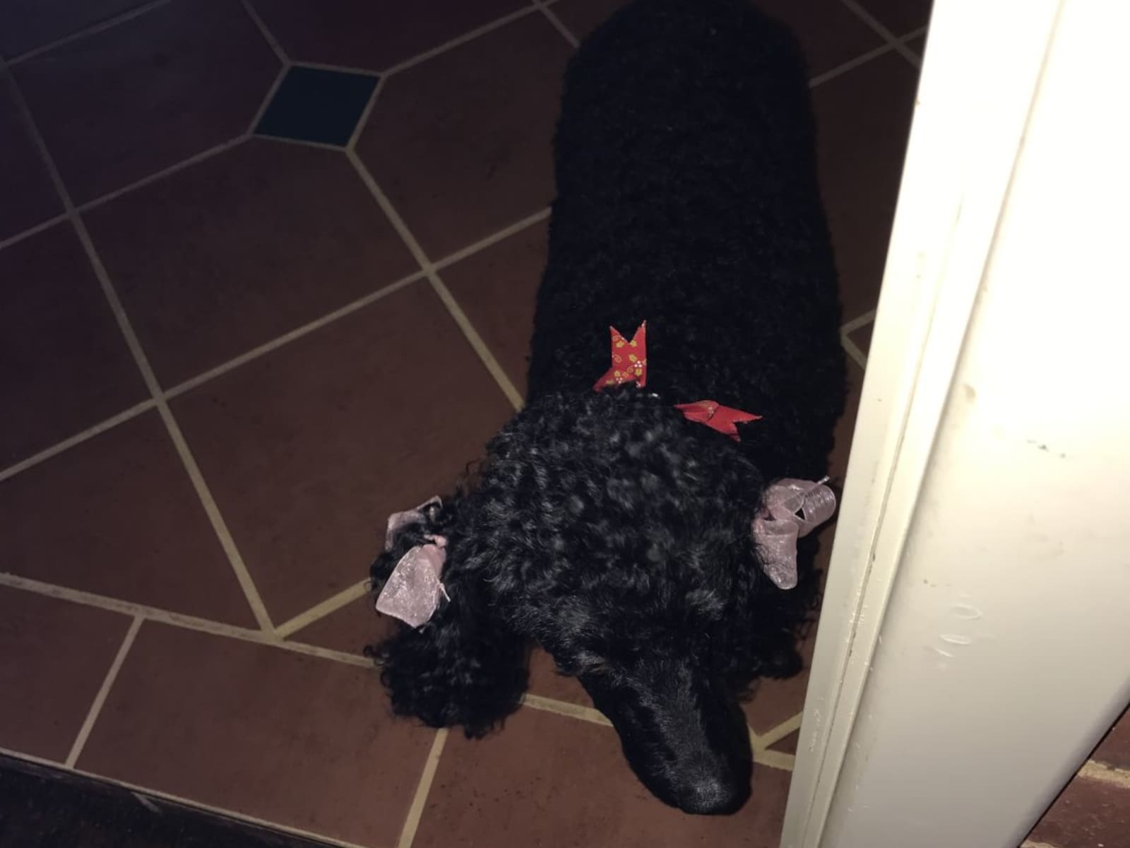 Housesitting assignment in South Fremantle, Western Australia, Australia