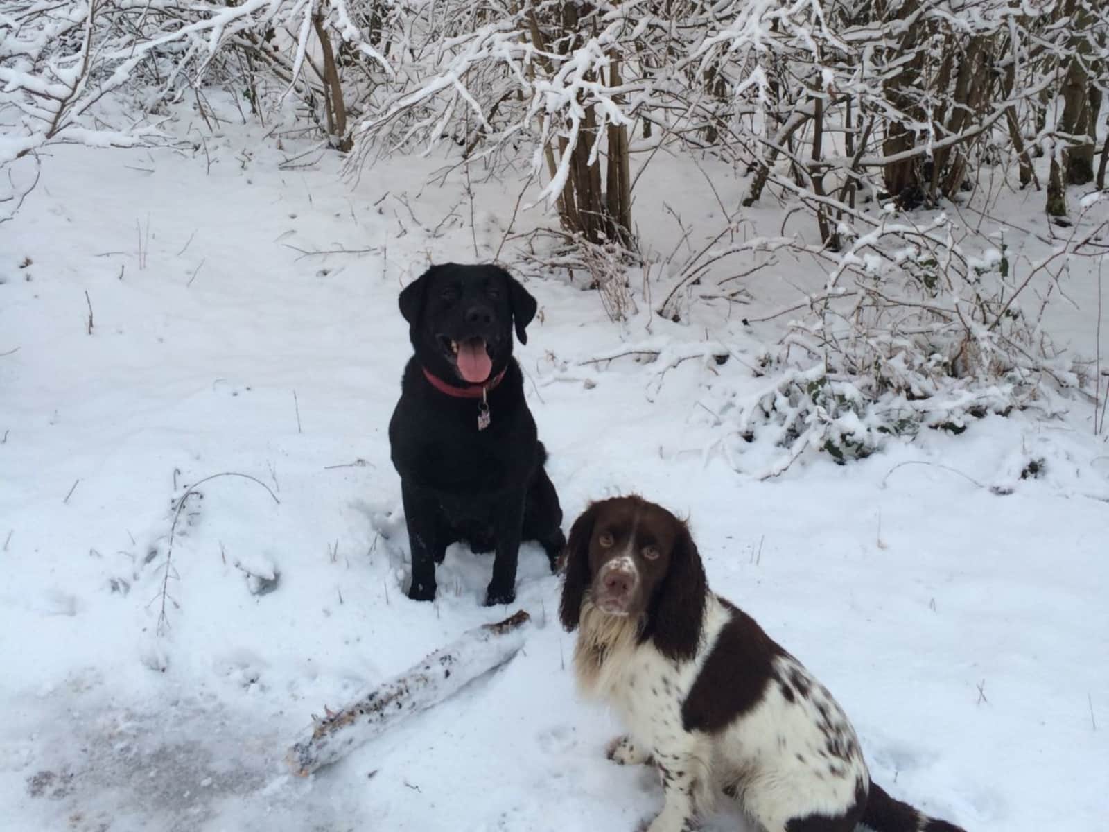 Housesitting assignment in Leatherhead, United Kingdom