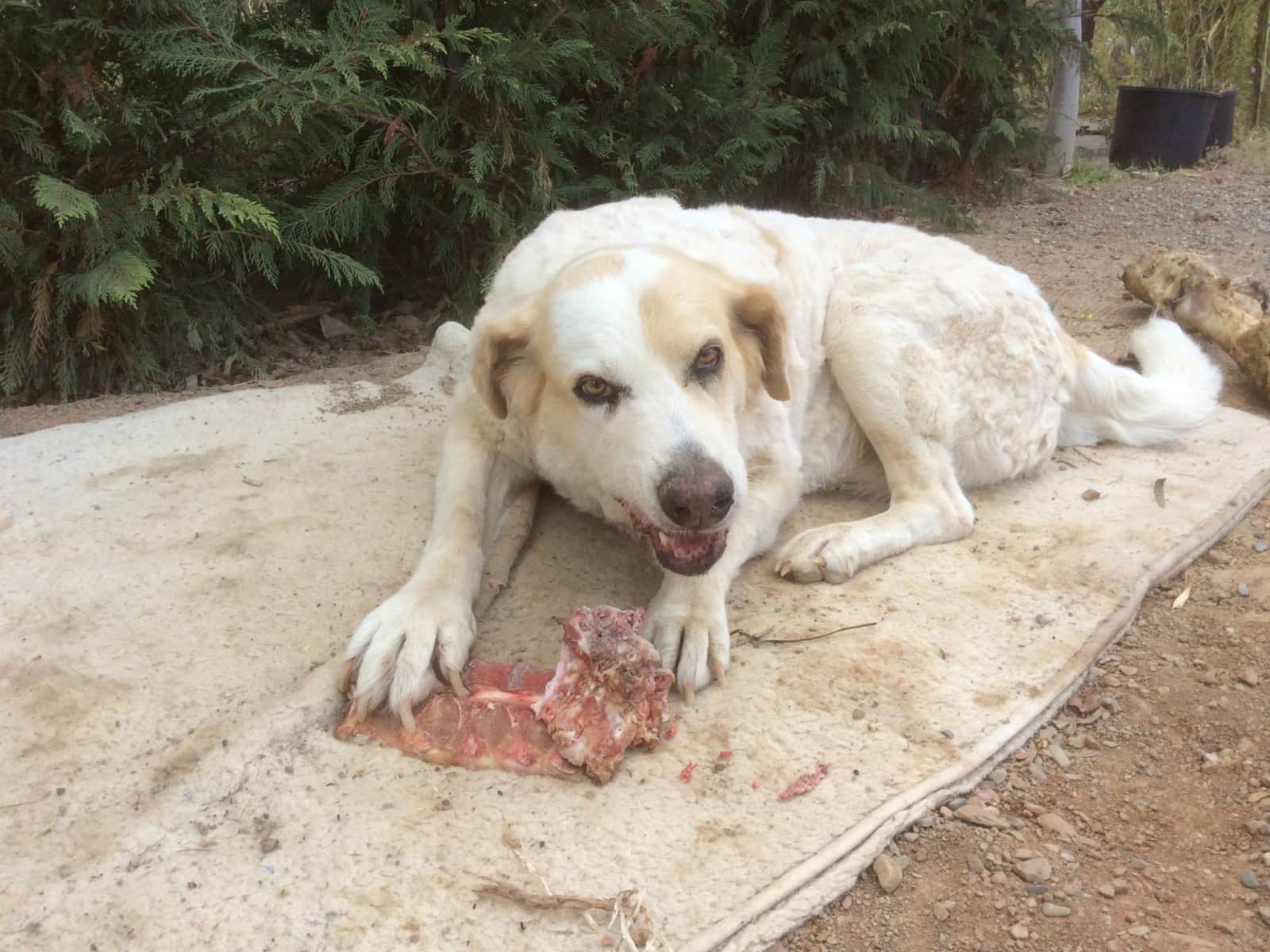 Housesitting assignment in Estación de Cártama, Spain