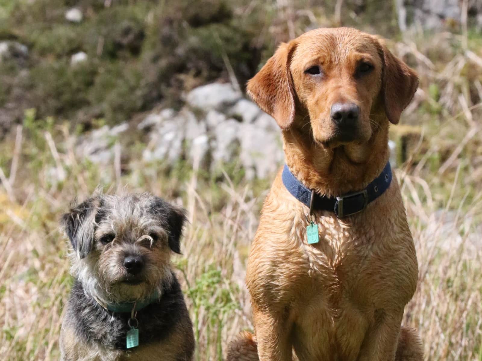 Housesitting assignment in Cupar, United Kingdom