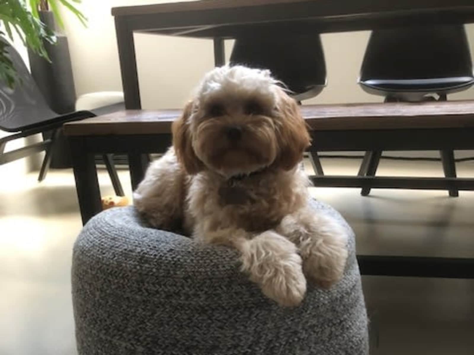 Housesitting assignment in Surry Hills, New South Wales, Australia