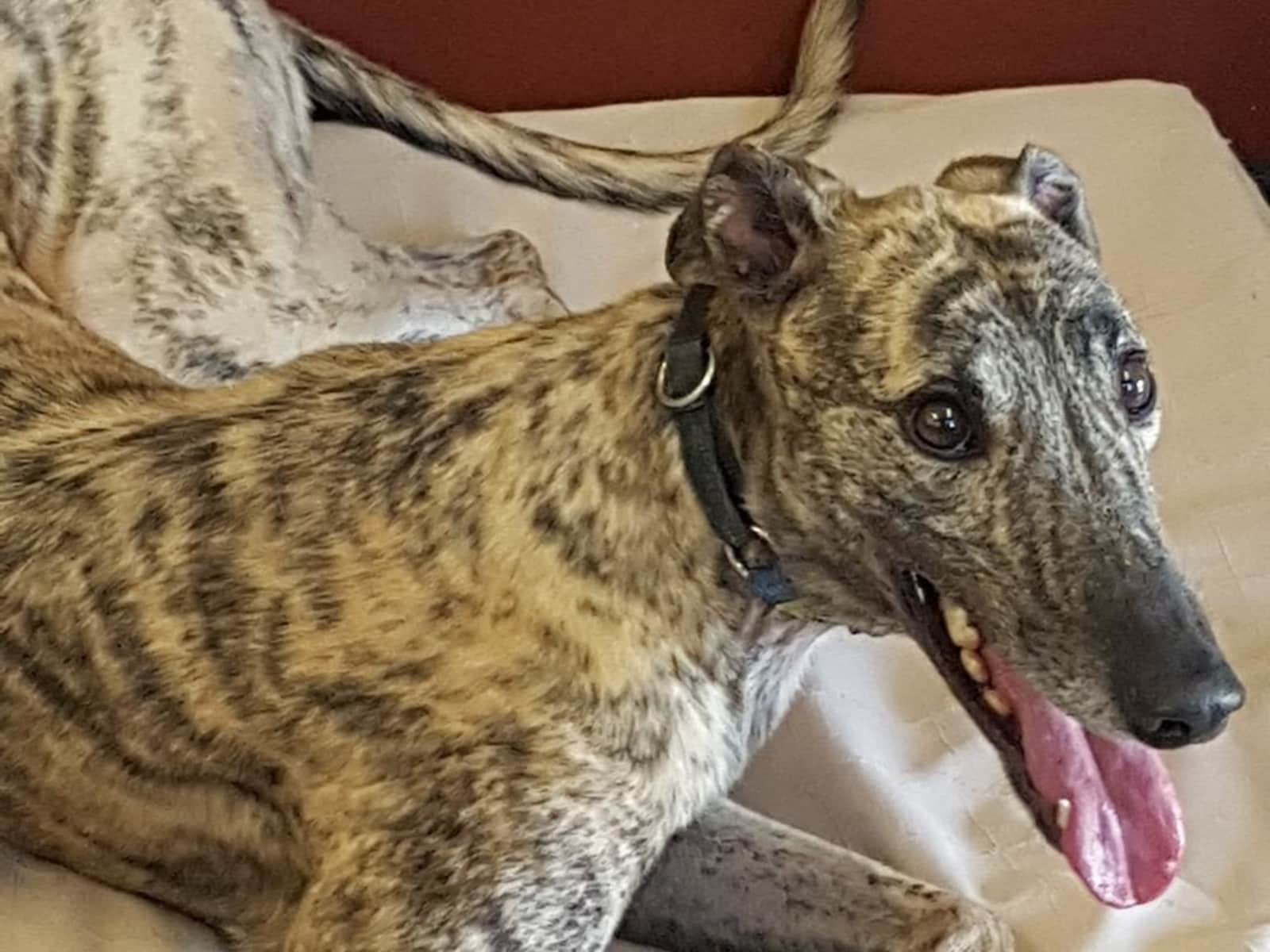 Housesitting assignment in Melbourne, Victoria, Australia