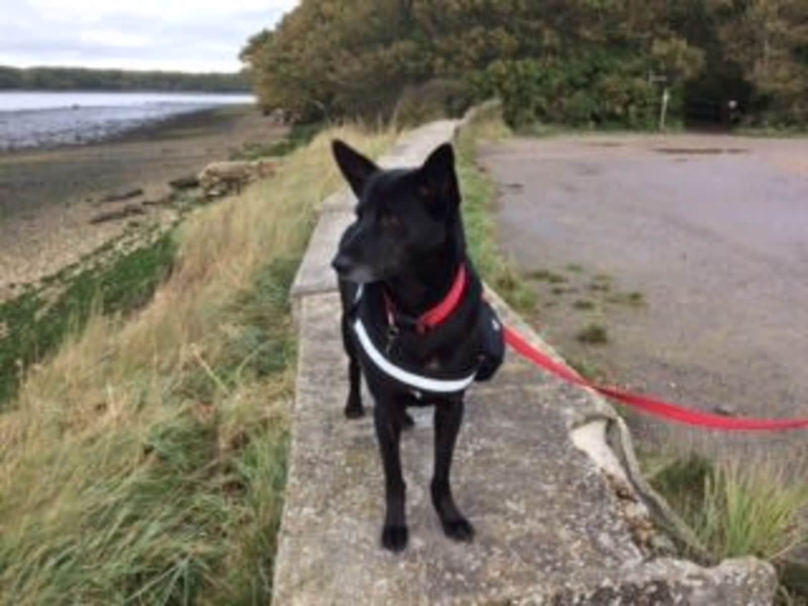 Housesitting assignment in East Wittering, United Kingdom