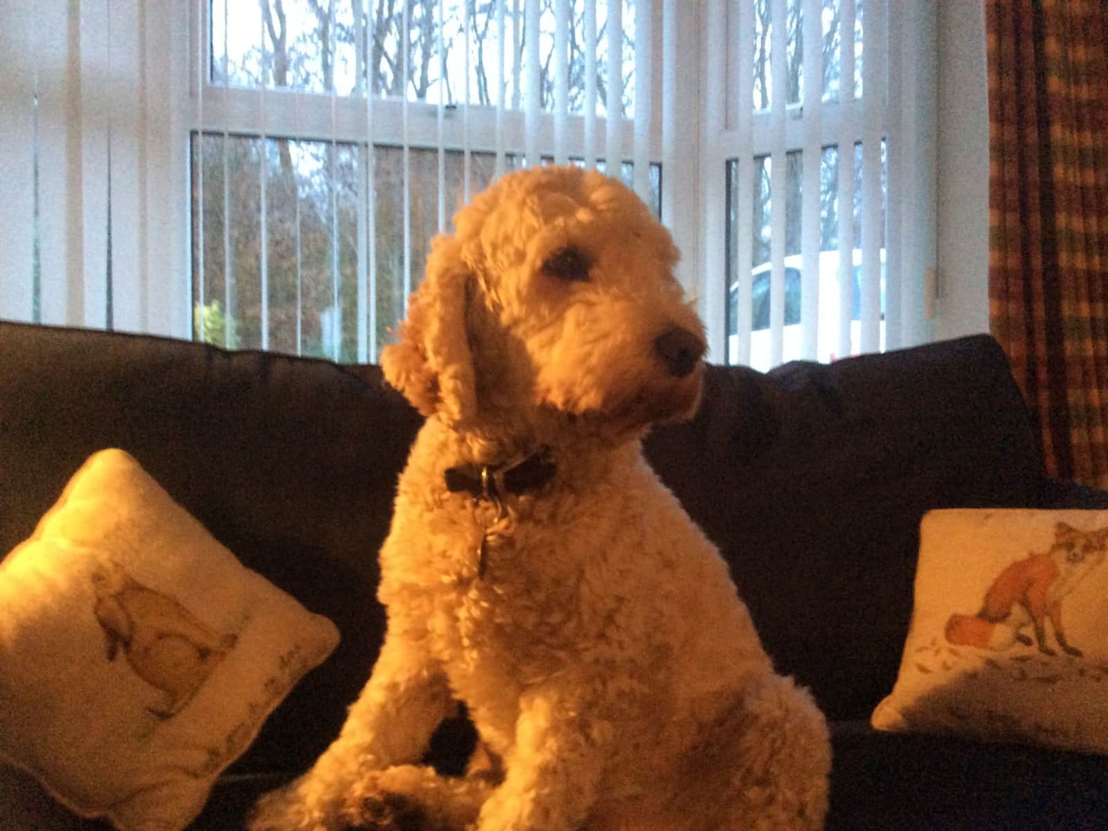 Housesitting assignment in Lincoln, United Kingdom