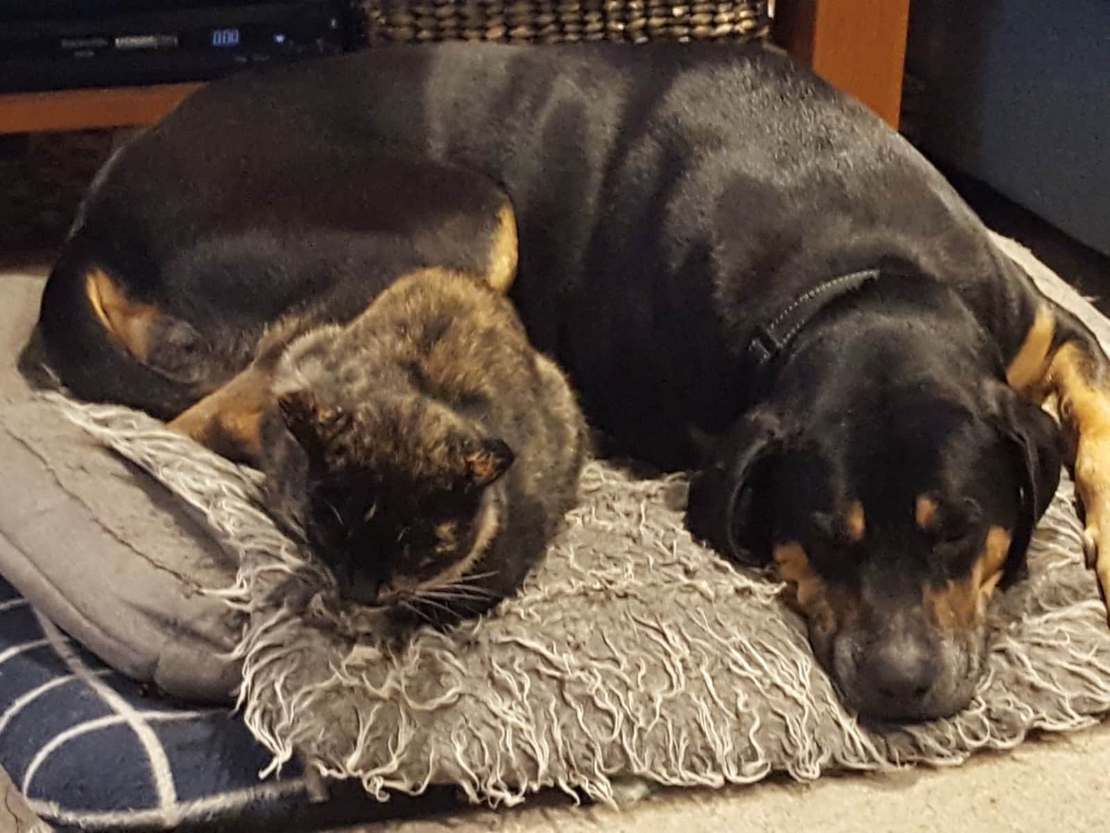 Housesitting assignment in Auckland, New Zealand