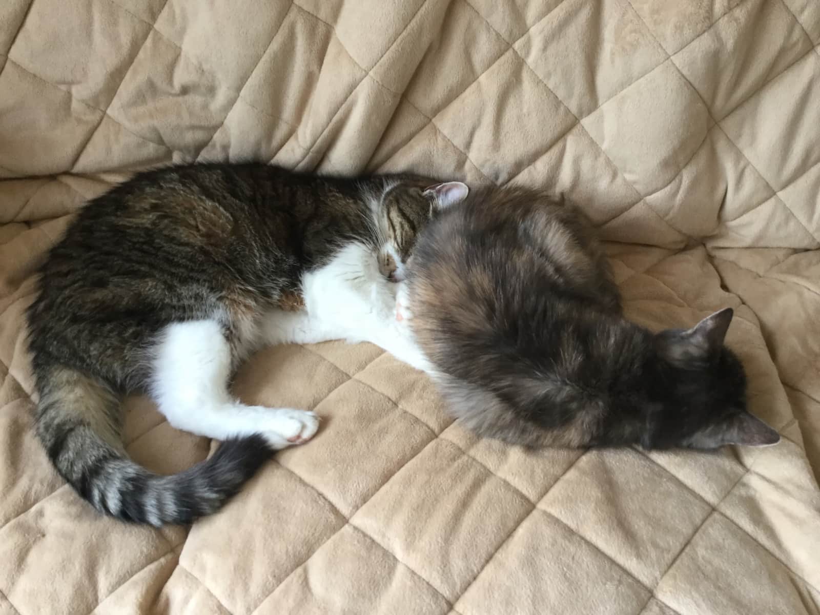Housesitting assignment in Leicester, United Kingdom